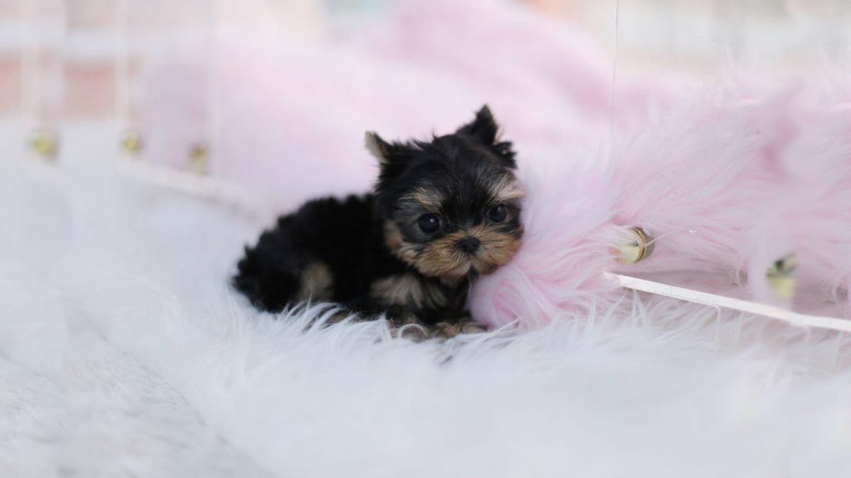 Teacup yorkies are very small in size