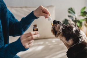 Reason Why Use These HolistaPet Pet Supplements