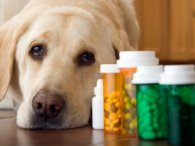 What to consider before buying CBD for dogs?